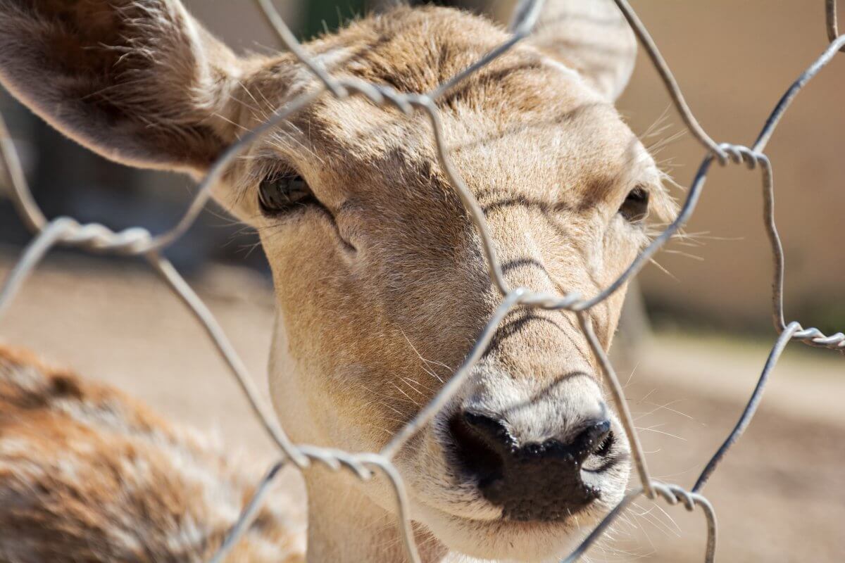 Deer Fencing Solutions that Work